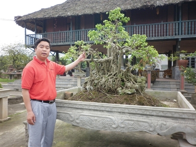 Cho thuê cây cảnh nội thất văn phòng, cho thuê cây cảnh văn phòng, cho thuê cây văn phòng, cho thuê và chăm sóc cây cảnh, chăm sóc cây cảnh, bảo dưỡng cây cảnh